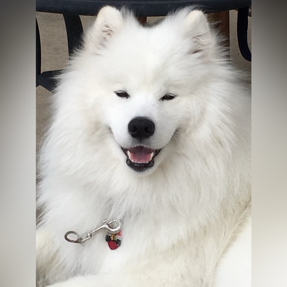 Meet your Pup Posher - Picture 3 of 4